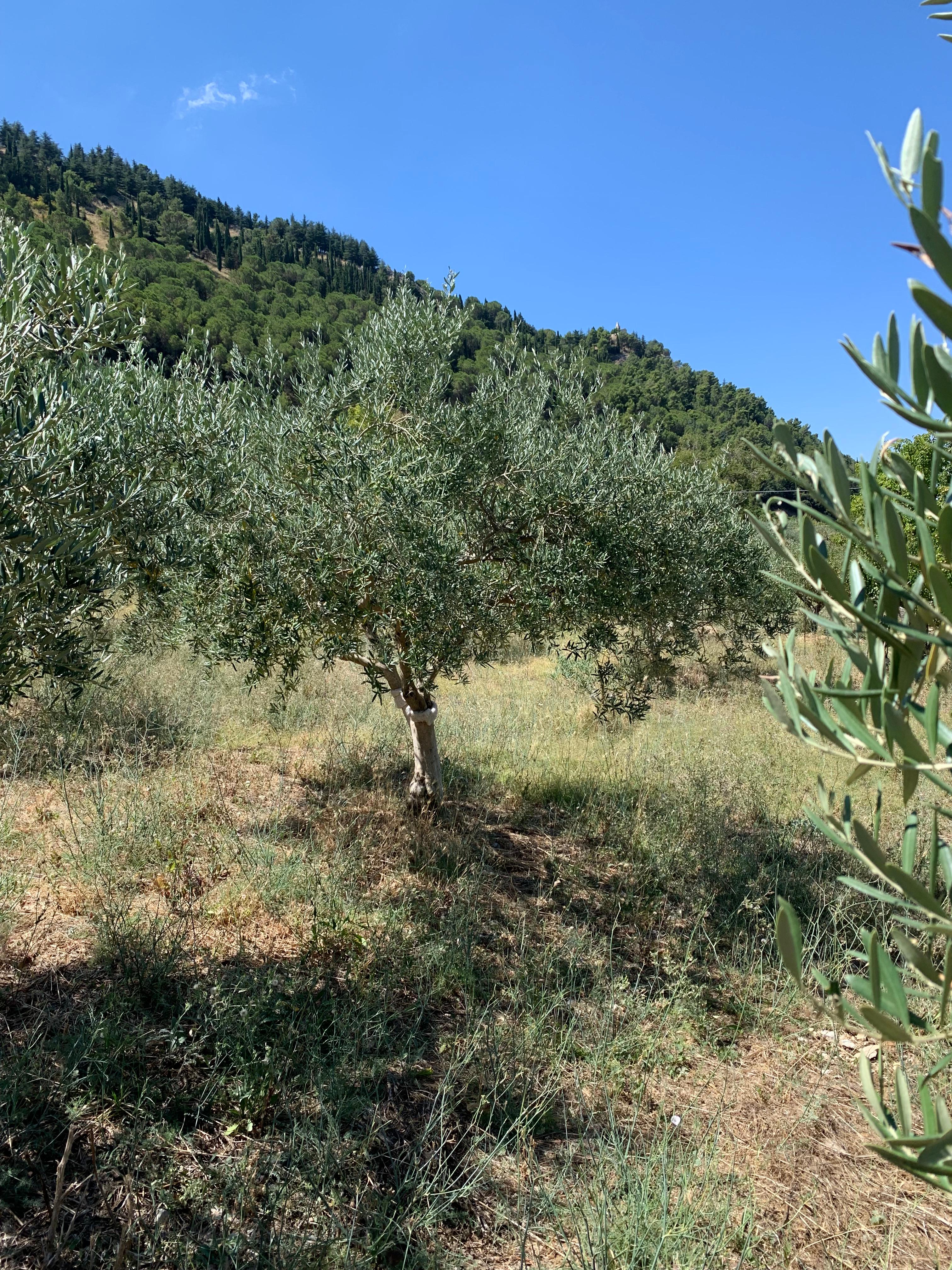 Sat’s Oil 🫒 GENESIS EDITION • 3L Sicilian EVOO — photo 4